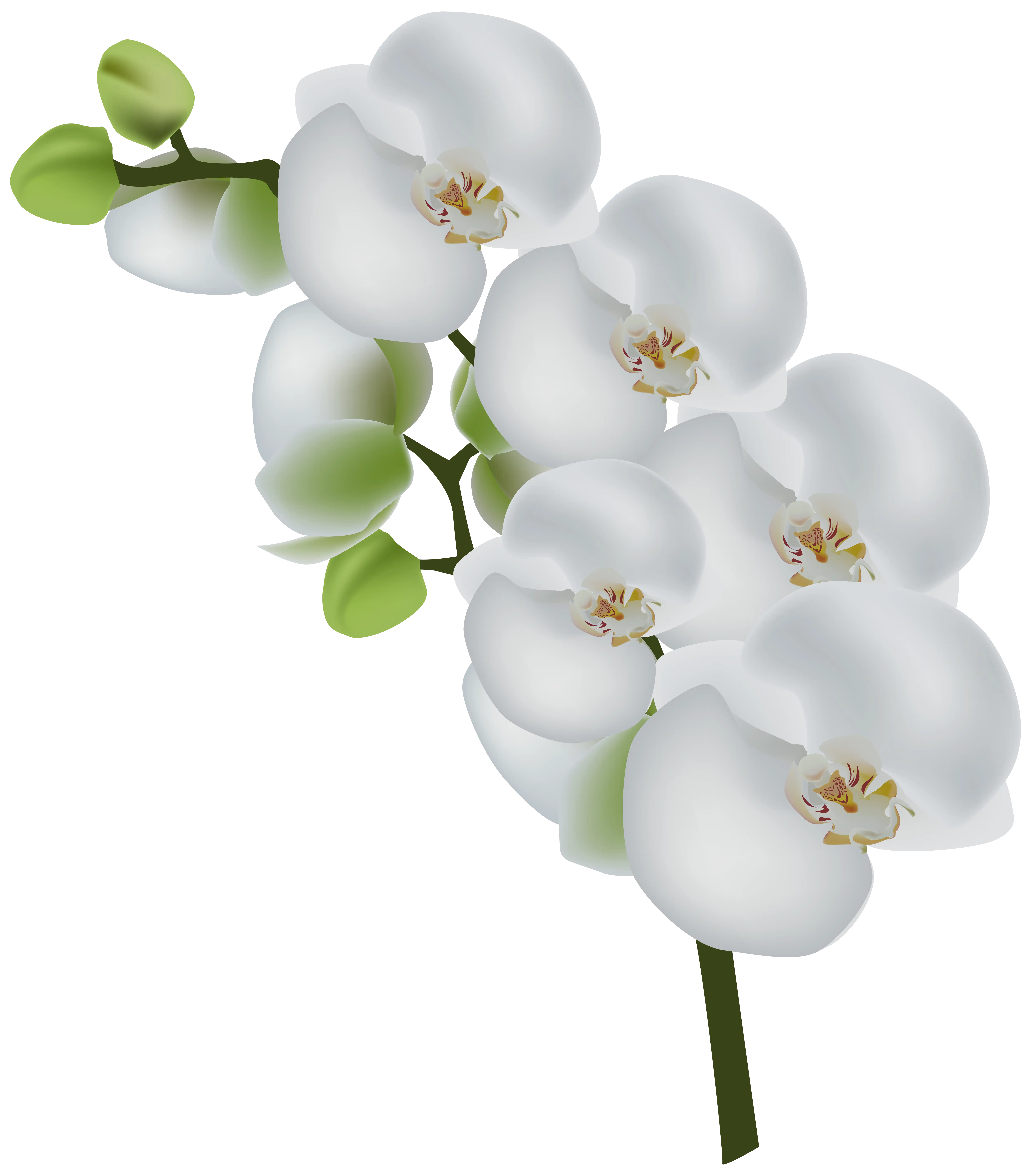 Decoración floral